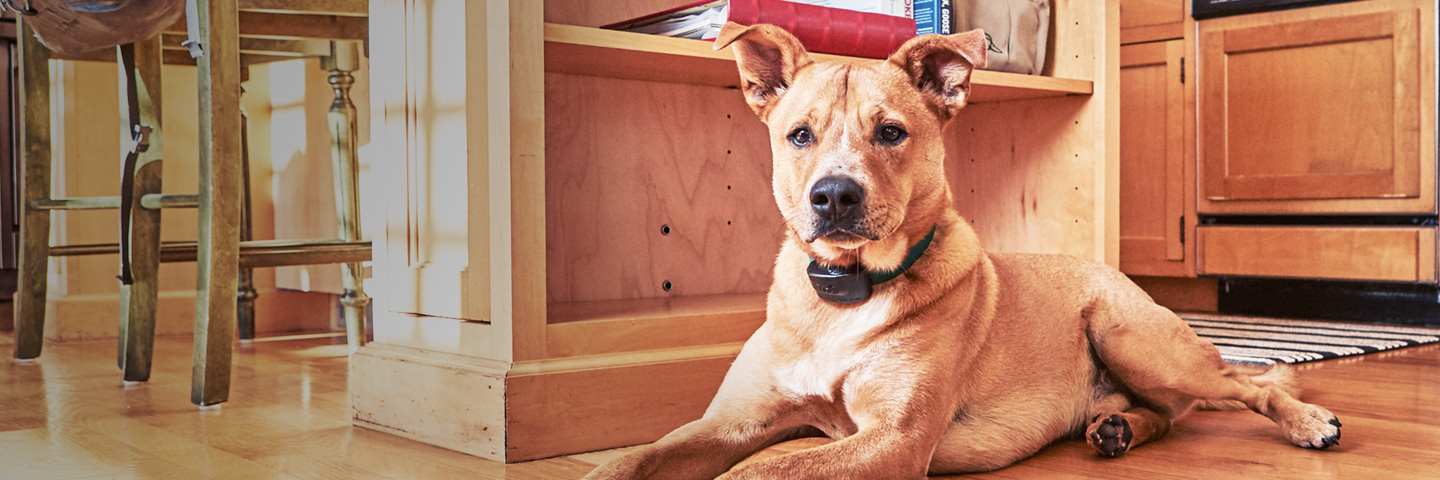 DogWatch of Tidewater, Suffolk, Virginia | Indoor Pet Fences Slider Image