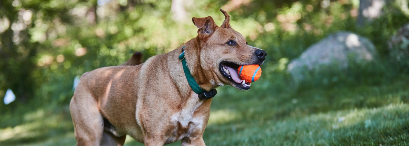 DogWatch of Tidewater, Suffolk, Virginia | ProFenceX Slider Image